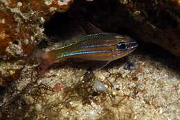 Image of Coral cardinalfish