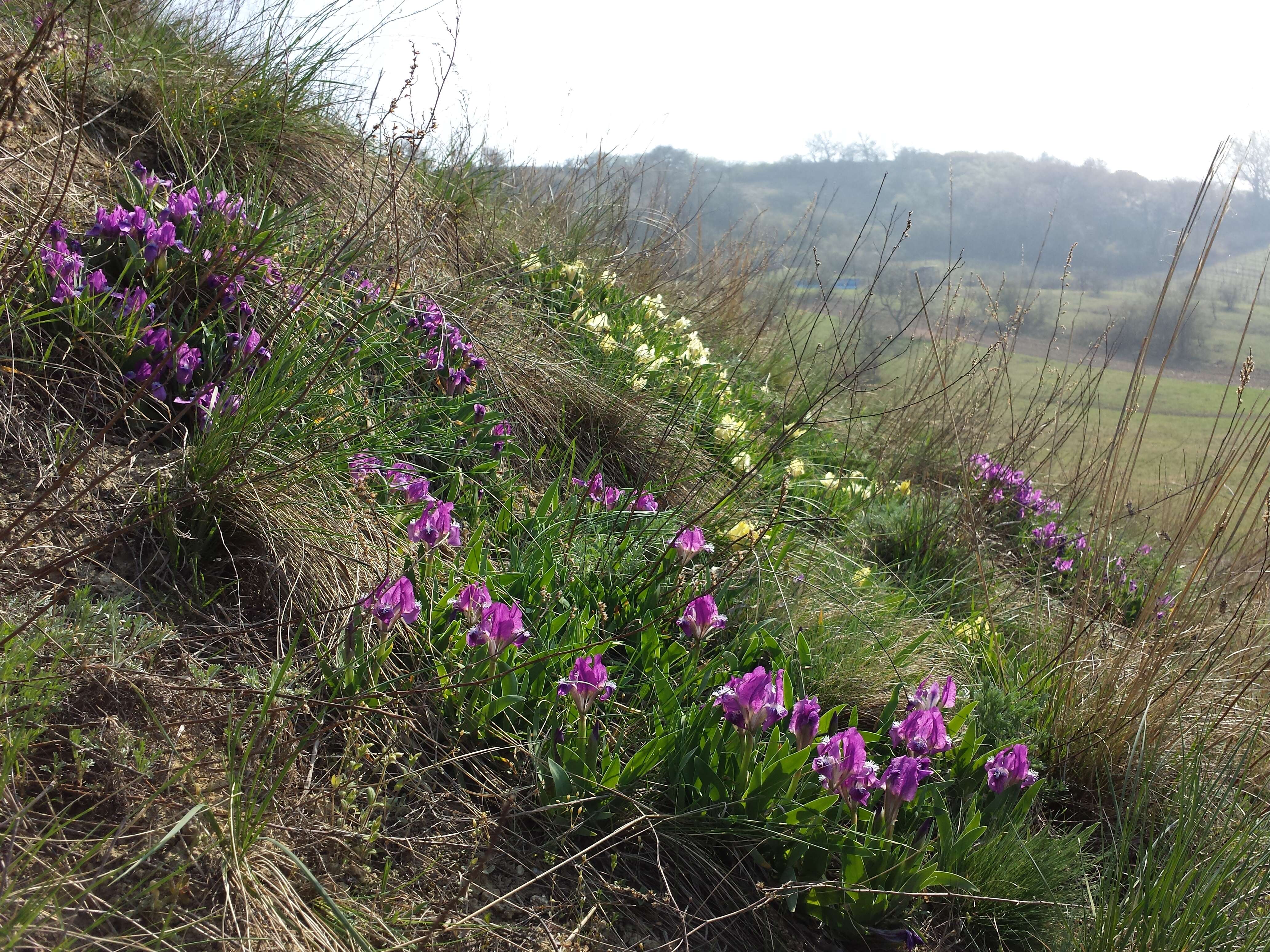 Plancia ëd Iris pumila L.