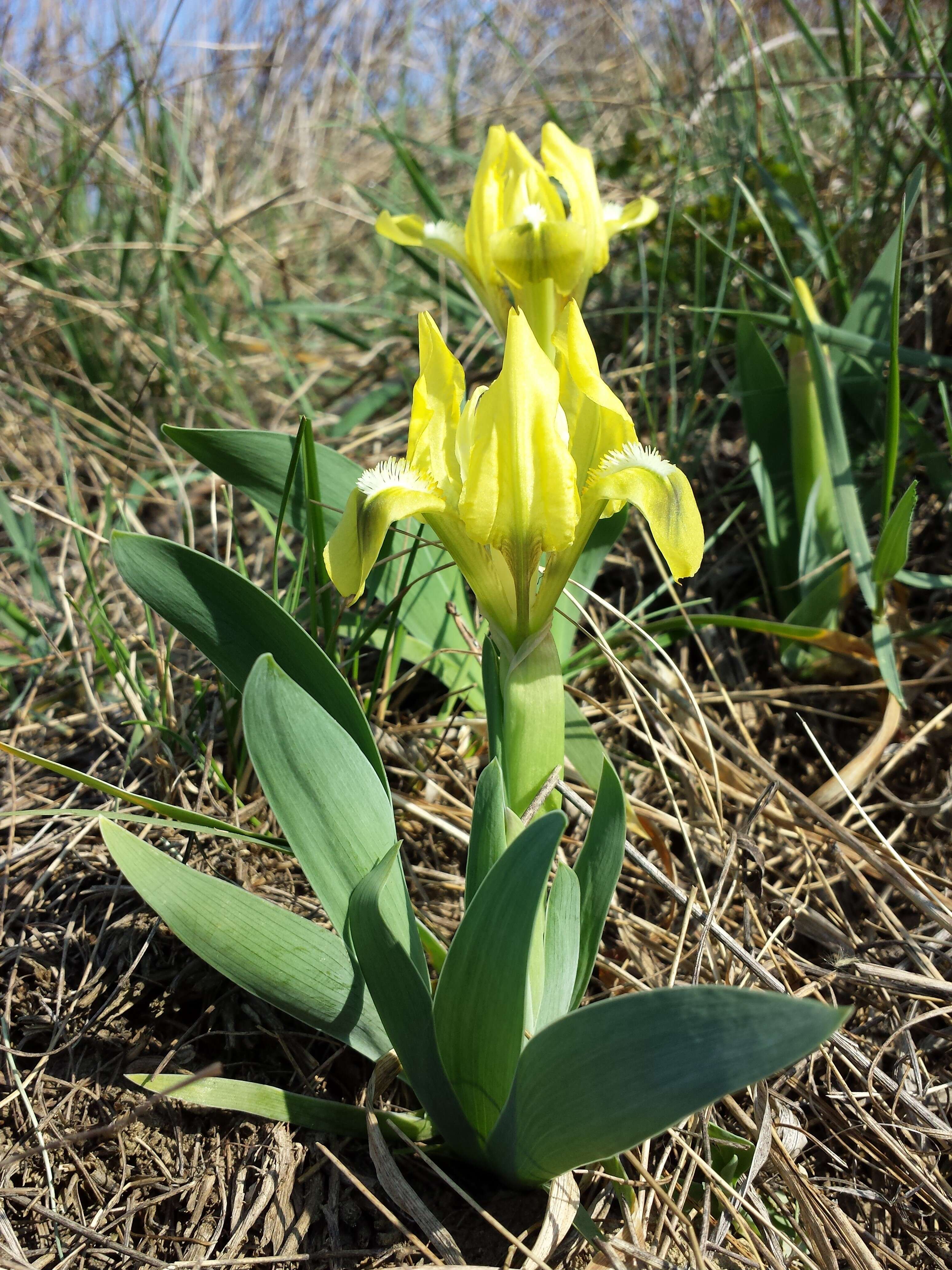 Plancia ëd Iris pumila L.