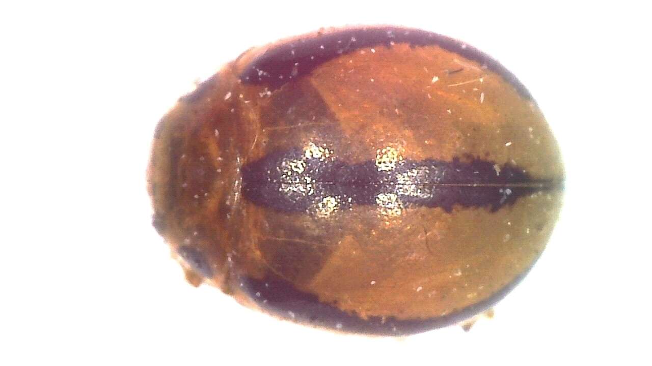 Image of <i>Tytthaspis gebleri</i>