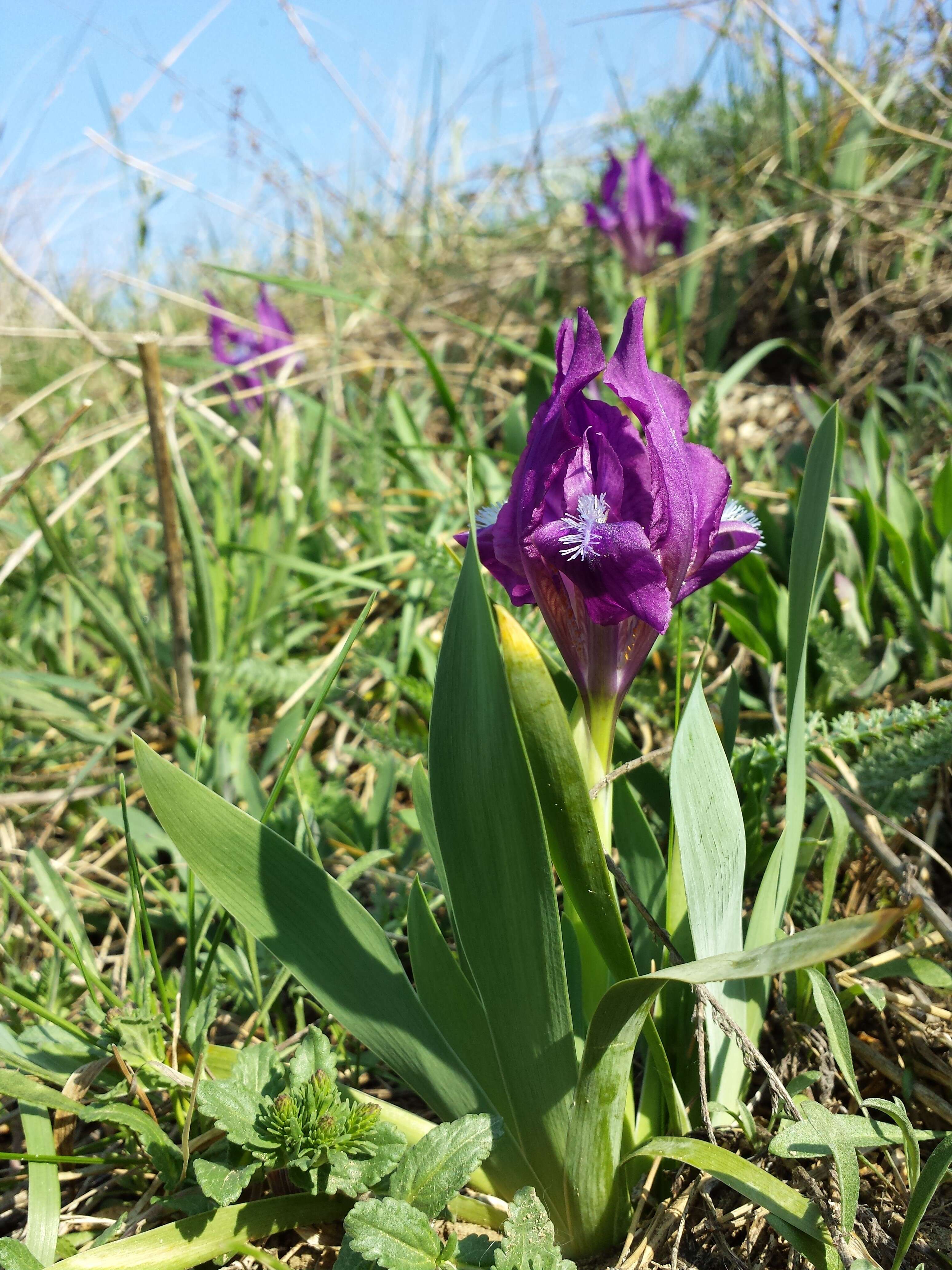 Plancia ëd Iris pumila L.