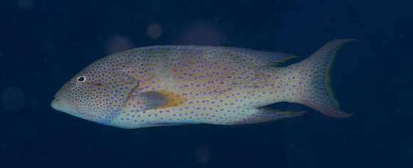 Image of Common Lyre-tail Cod