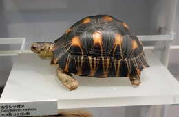 Image of Radiated Tortoise