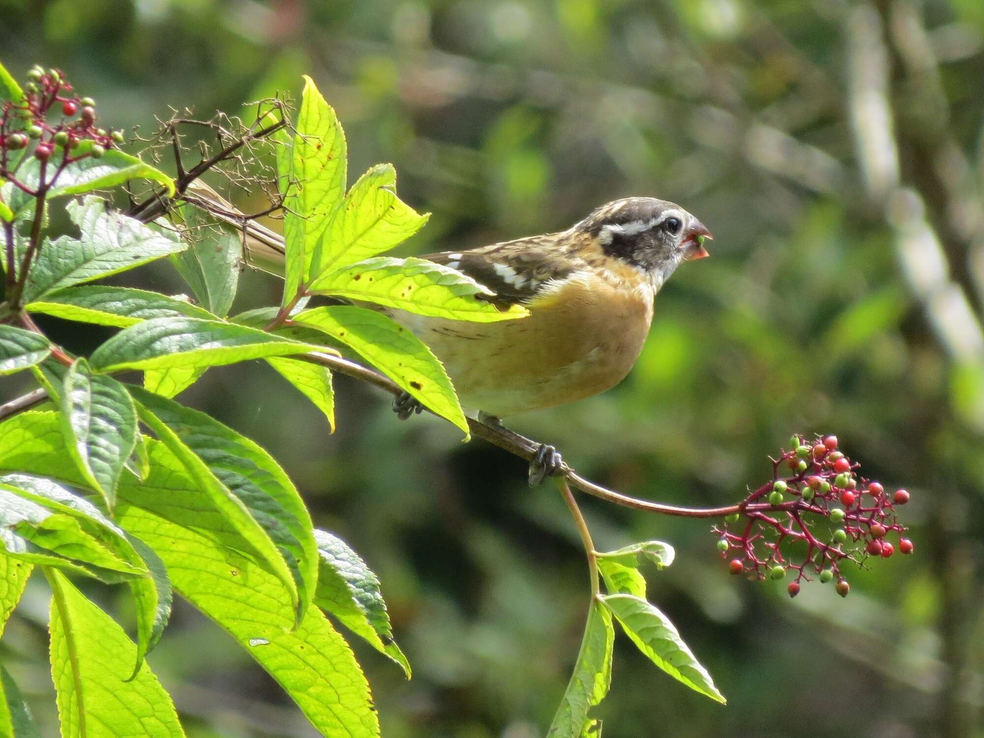 Plancia ëd Pheucticus melanocephalus (Swainson 1827)