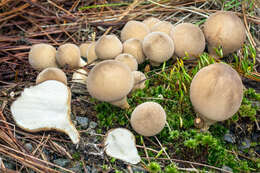 Imagem de Lycoperdon pyriforme Schaeff. 1774