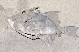 Image of Finescale Triggerfish