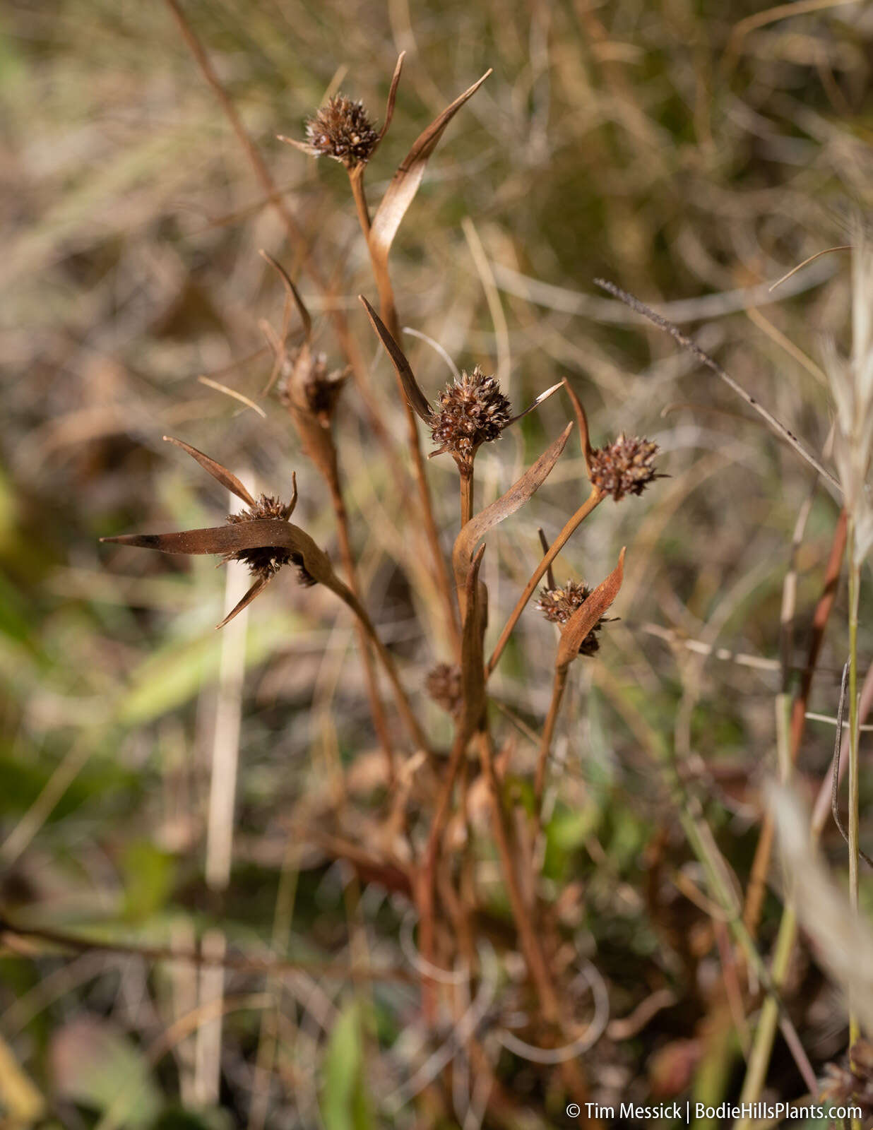 Image of Sierra woodrush