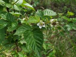 Image de Rubus polonicus Barr. ex Weston