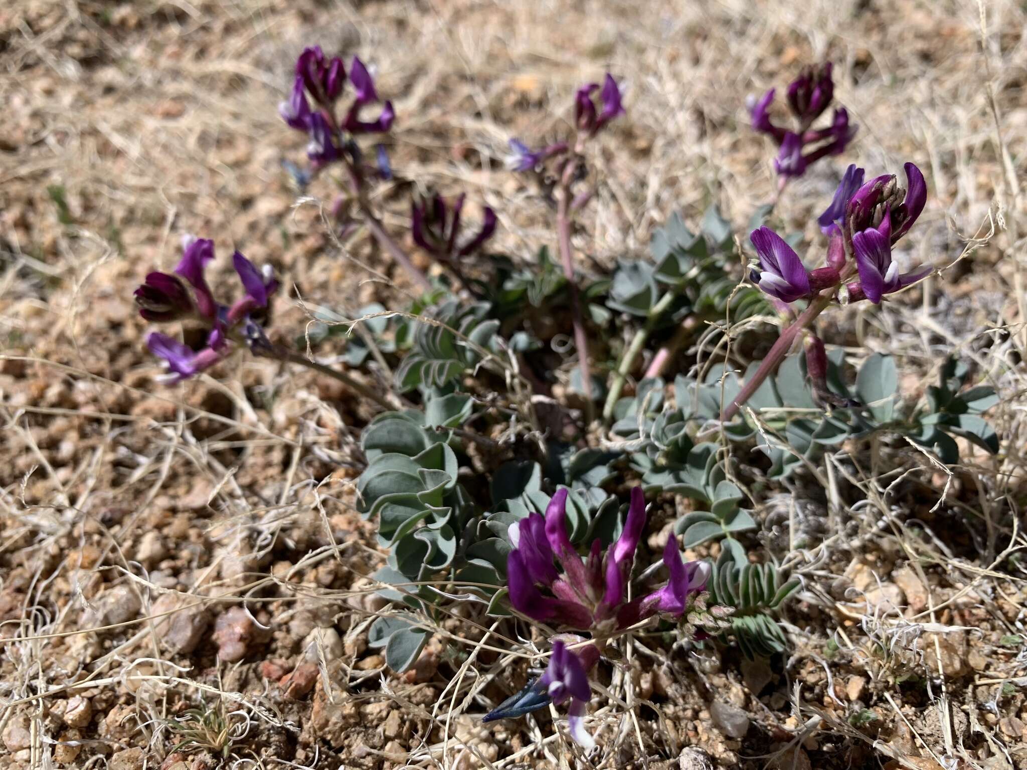 صورة Astragalus cimae var. cimae