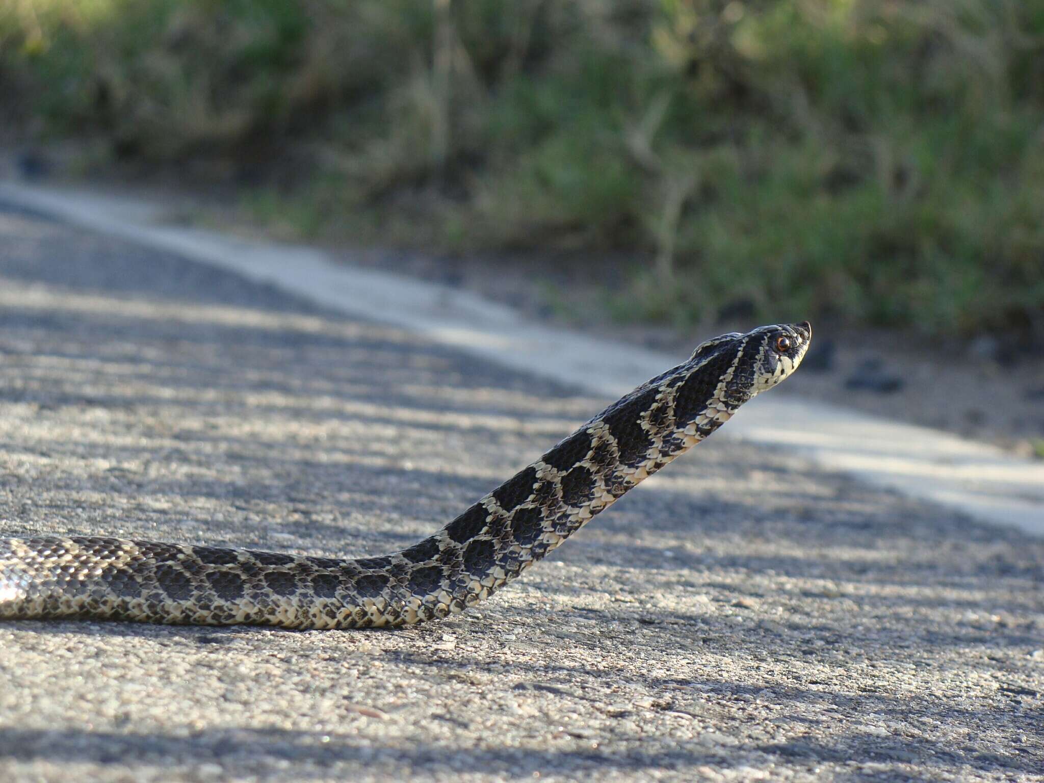 Image of South American Hognose Snake