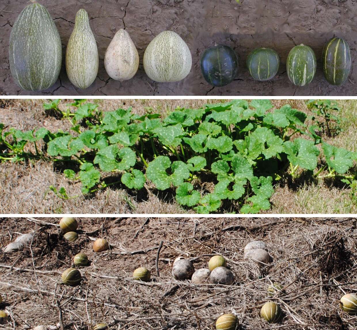 Image of winter squash