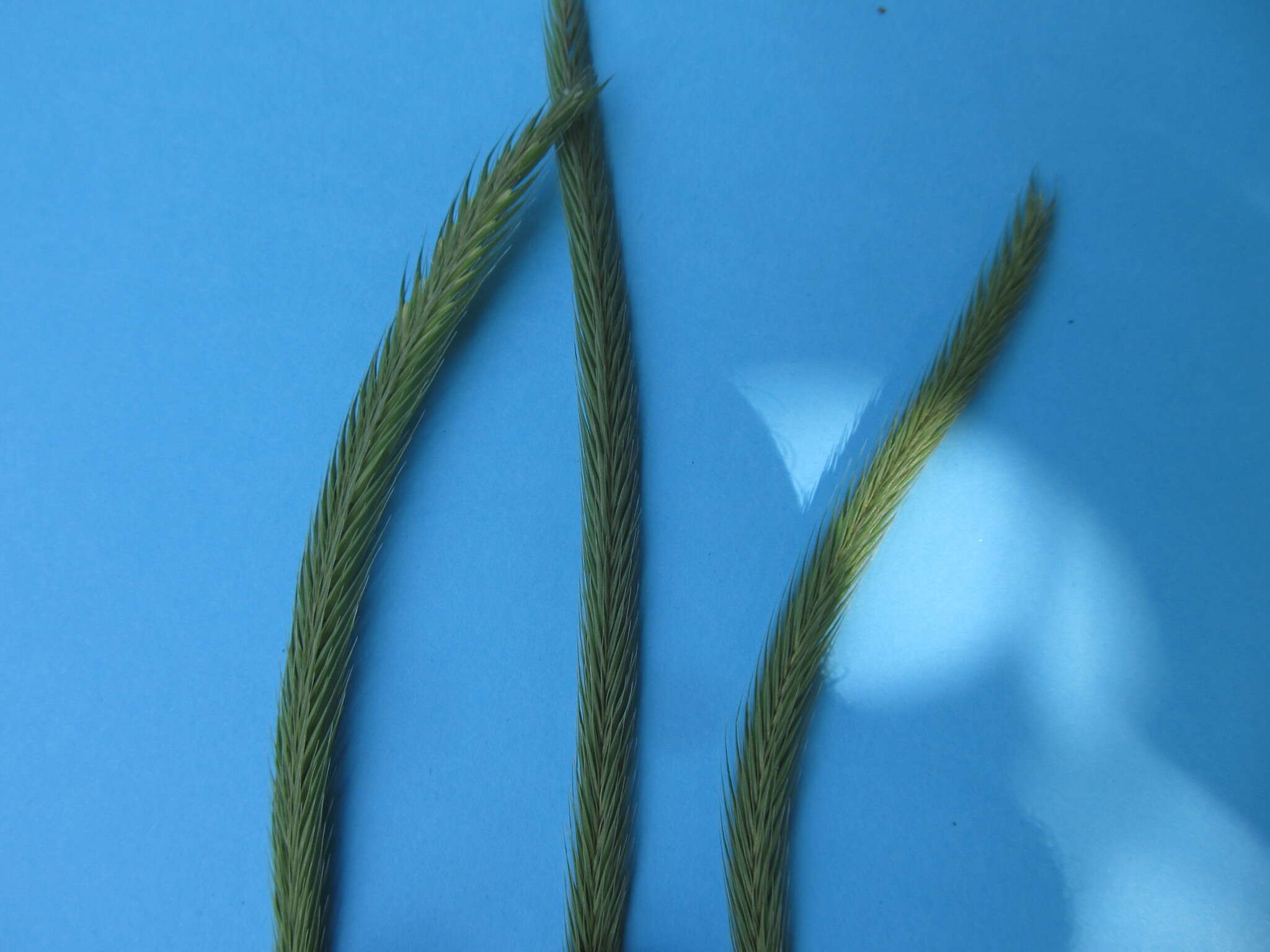 Hordeum stenostachys Godr.的圖片