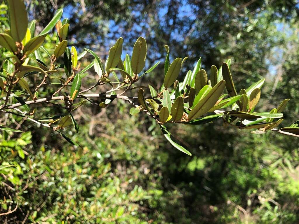 Image of brush hovea