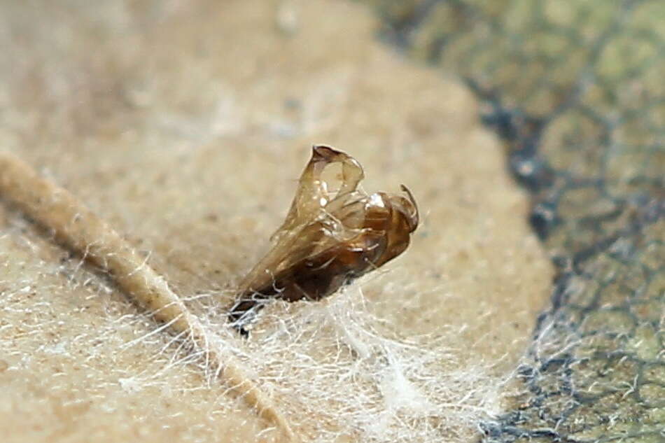 Phyllonorycter quercifoliella (Zeller 1839)的圖片