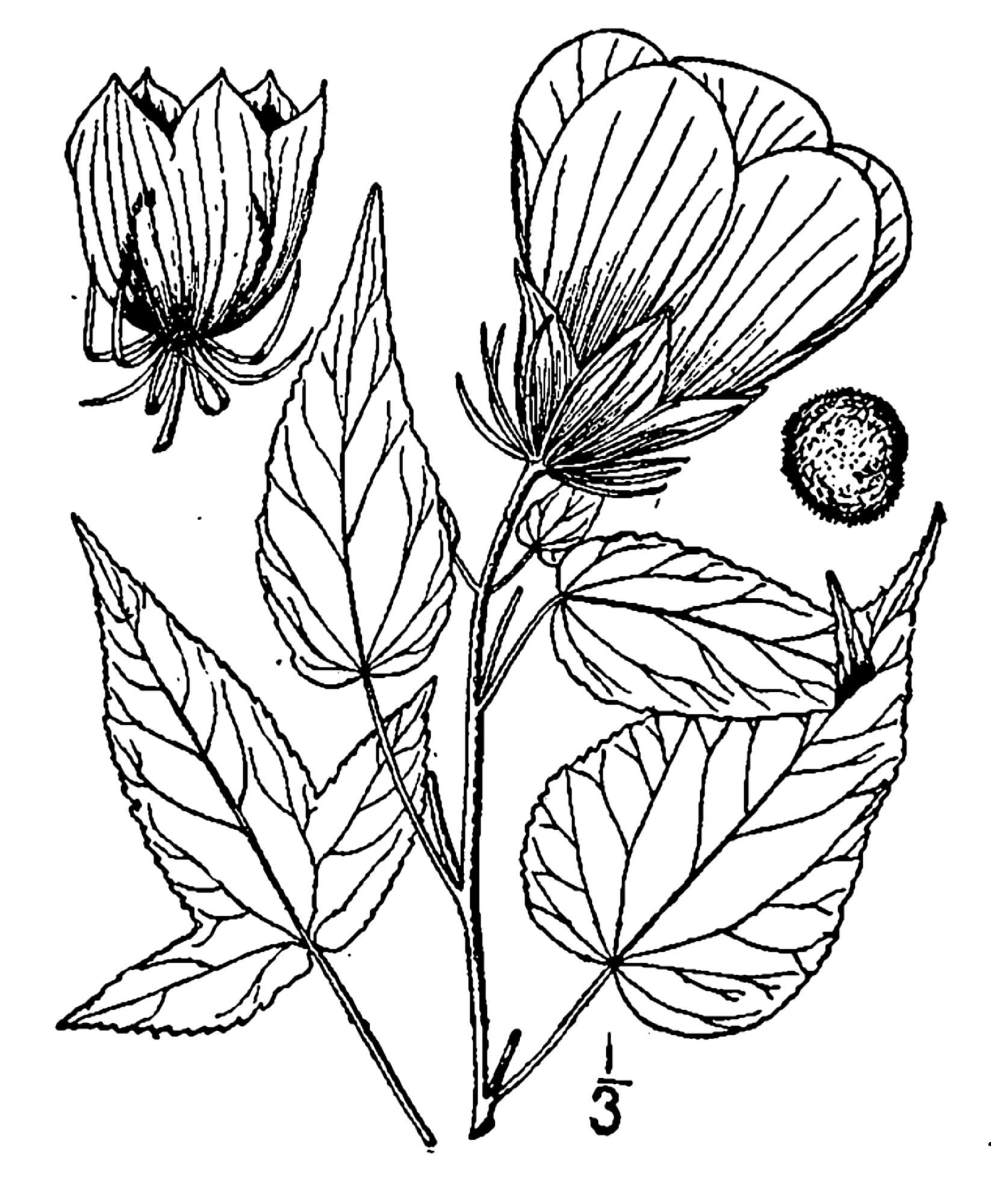 Image of halberdleaf rosemallow