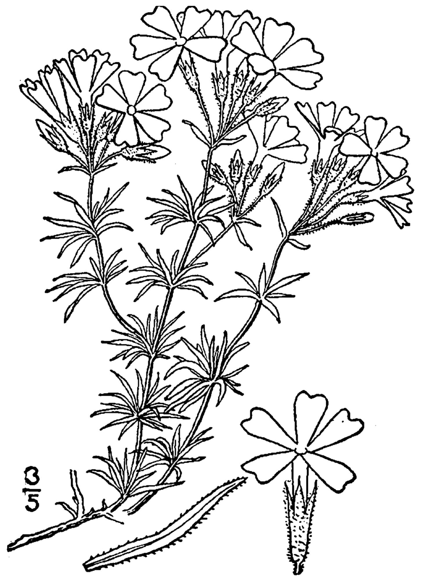 Imagem de Phlox subulata L.