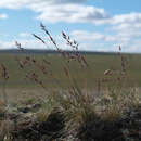 Plancia ëd Festuca auriculata Drobow