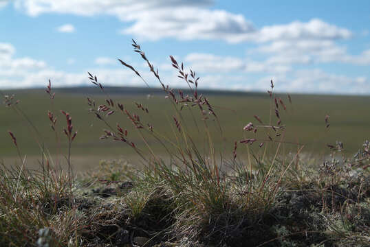 Plancia ëd Festuca auriculata Drobow