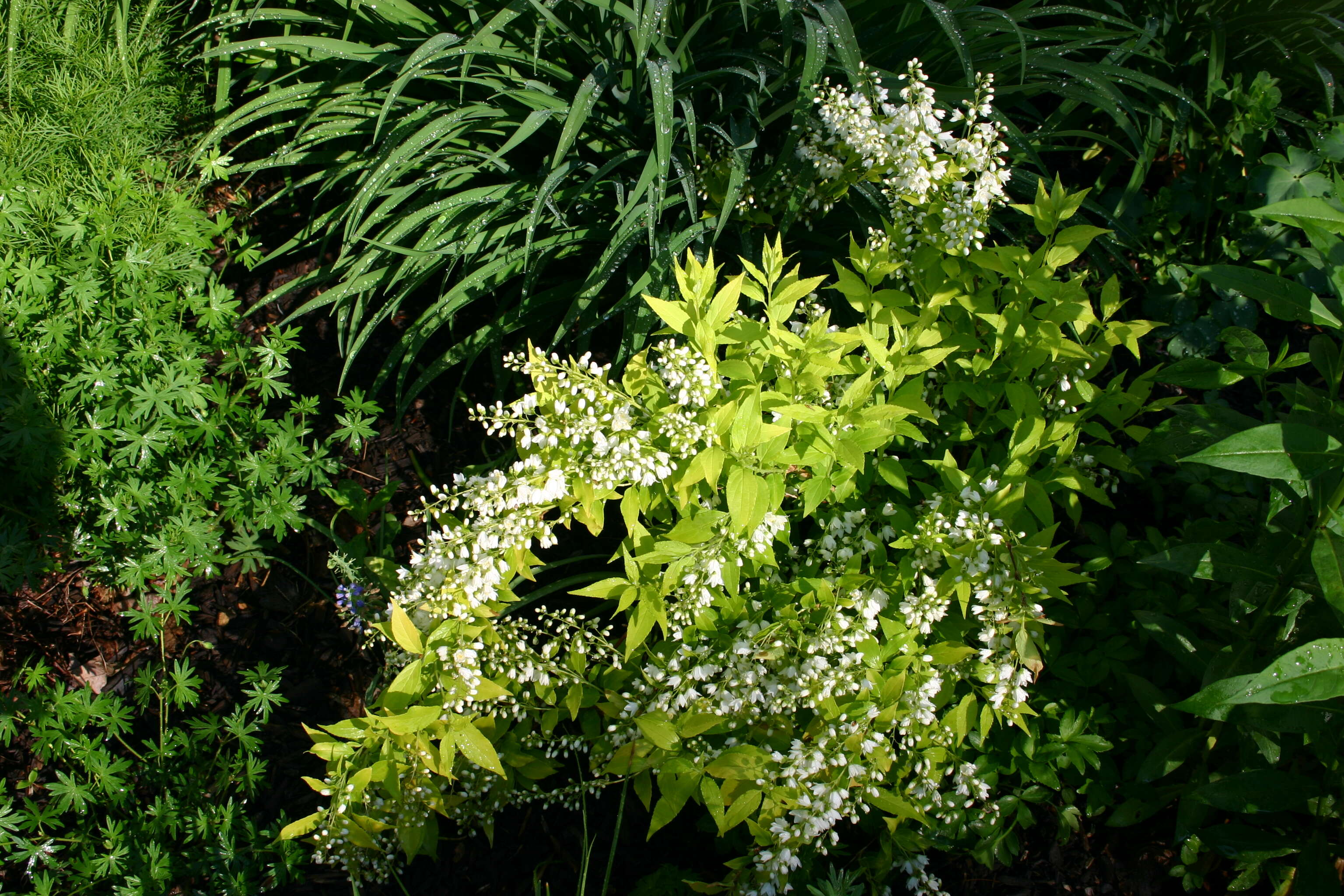 Image of slender pride of Rochester