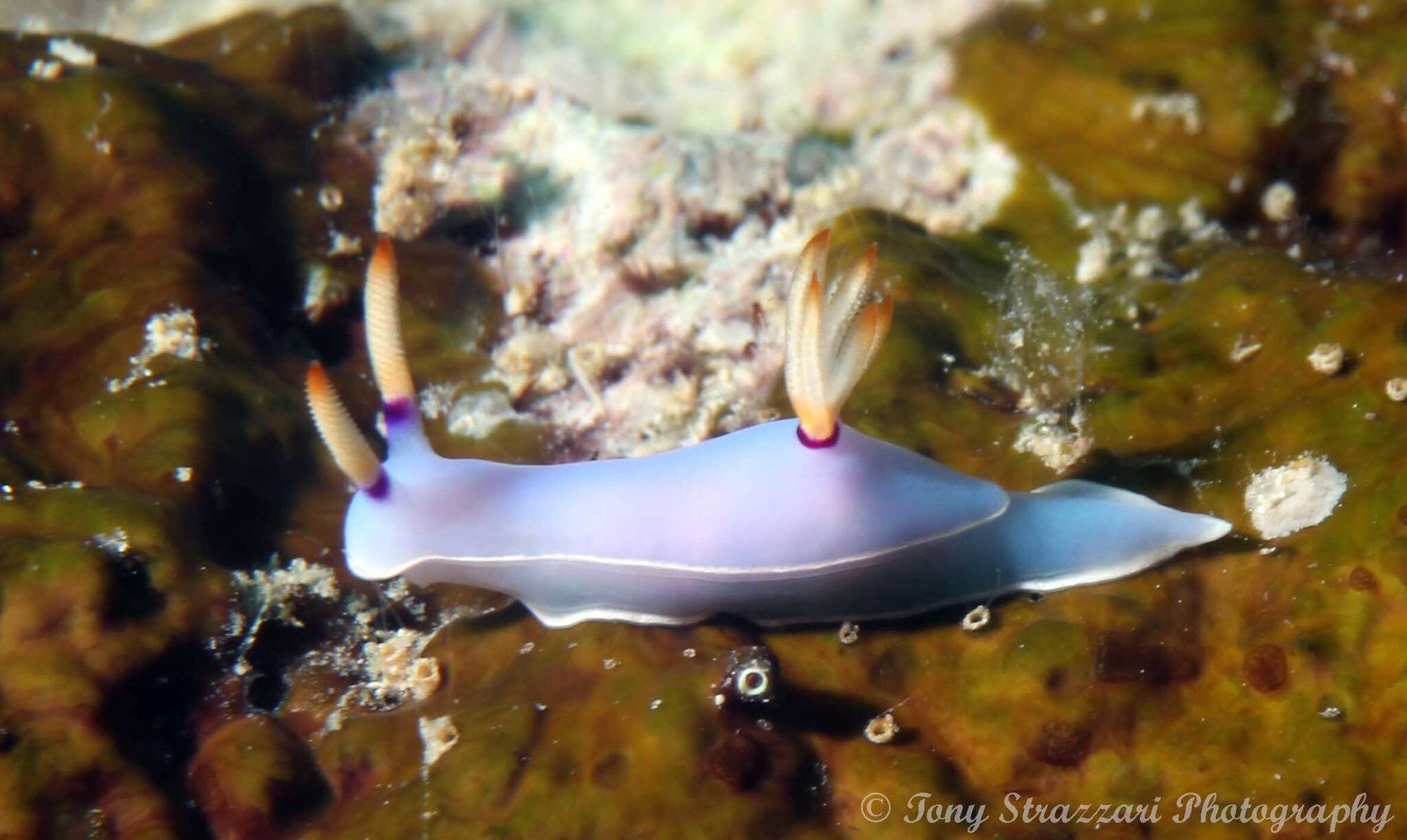 Image of Hypselodoris melanesica Gosliner & R. F. Johnson 2018