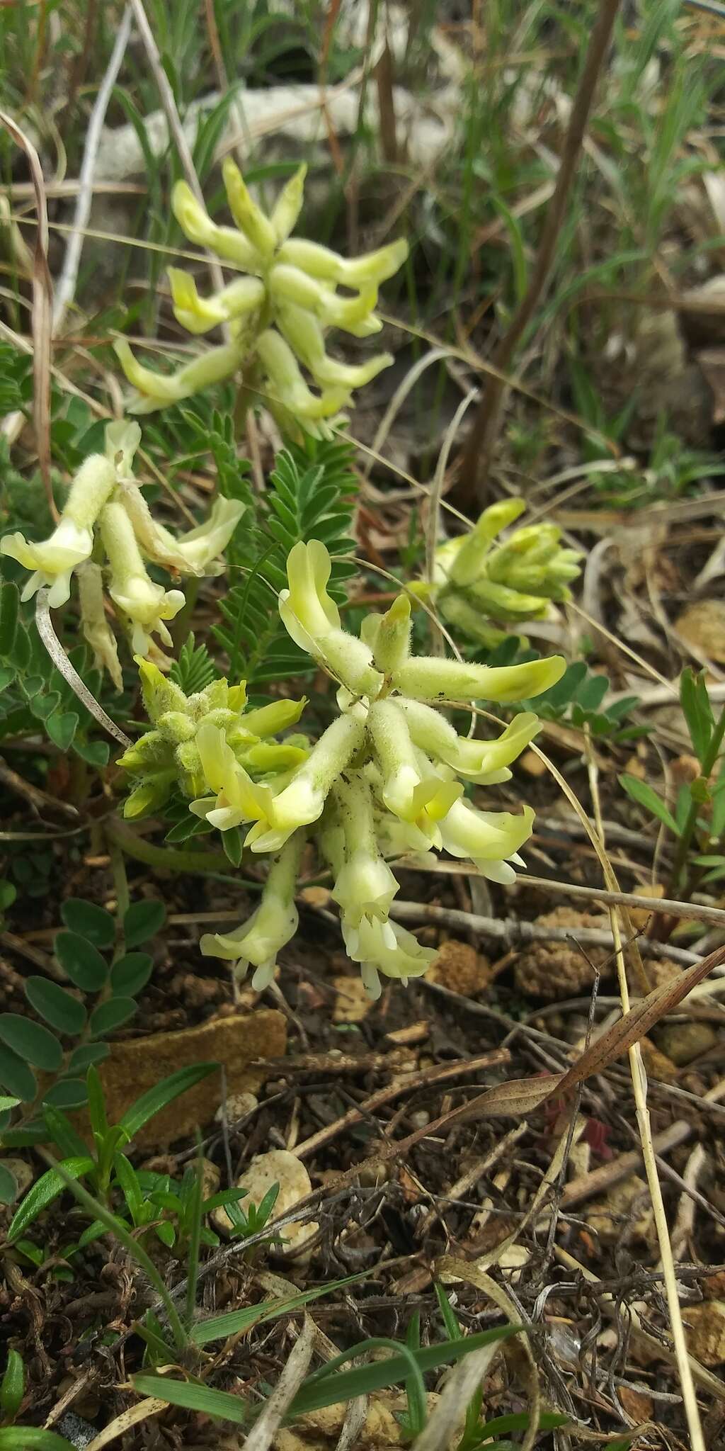 Sivun Astragalus crassicarpus var. trichocalyx (Nutt.) Barneby kuva