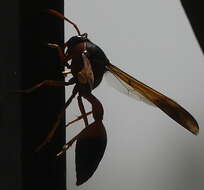 Image of Caterpillar hunting wasp