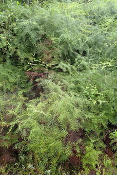 Image of Gleichenia polypodioides (L.) Sm.