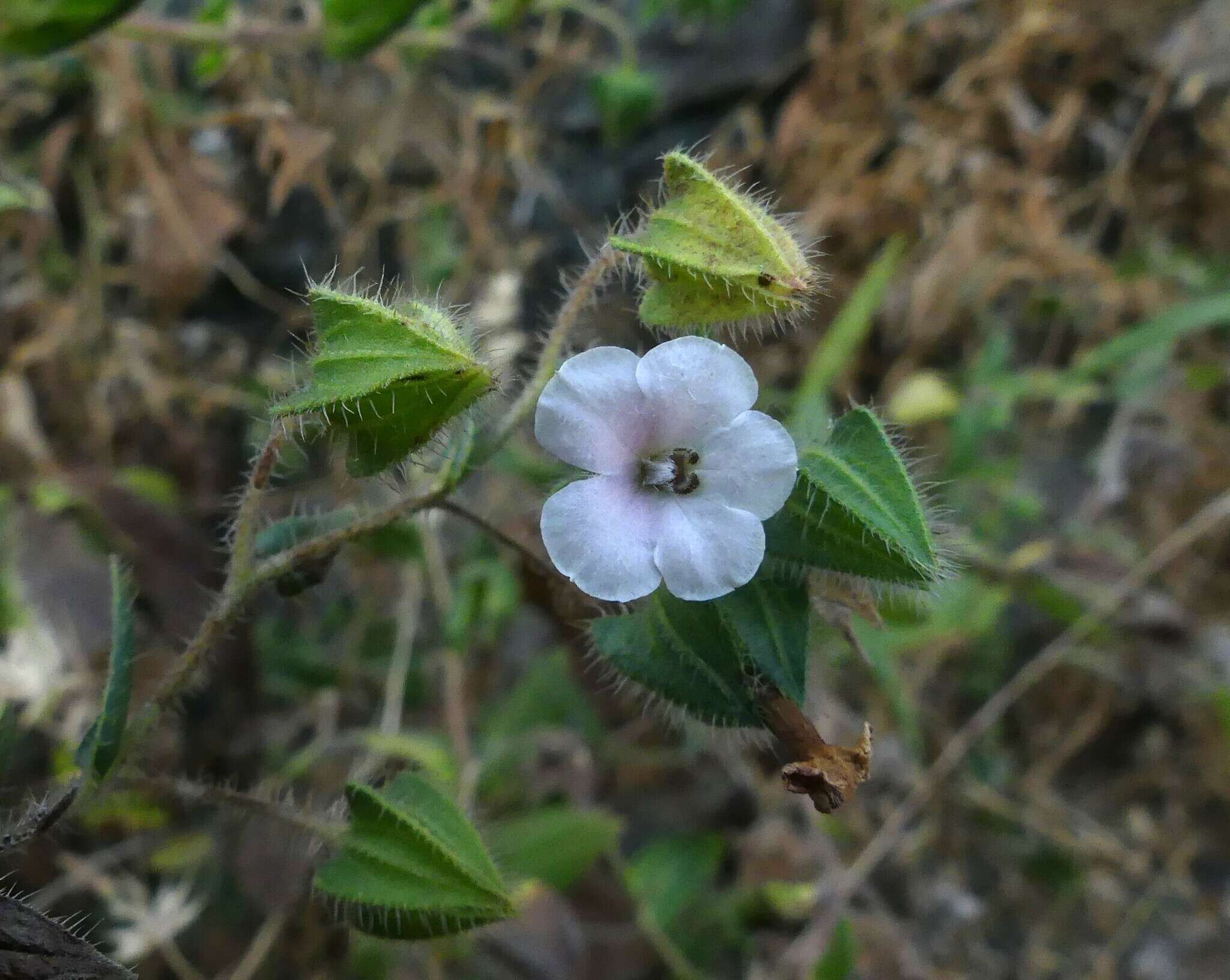 Image of Trichodesma inaequale Edgew.