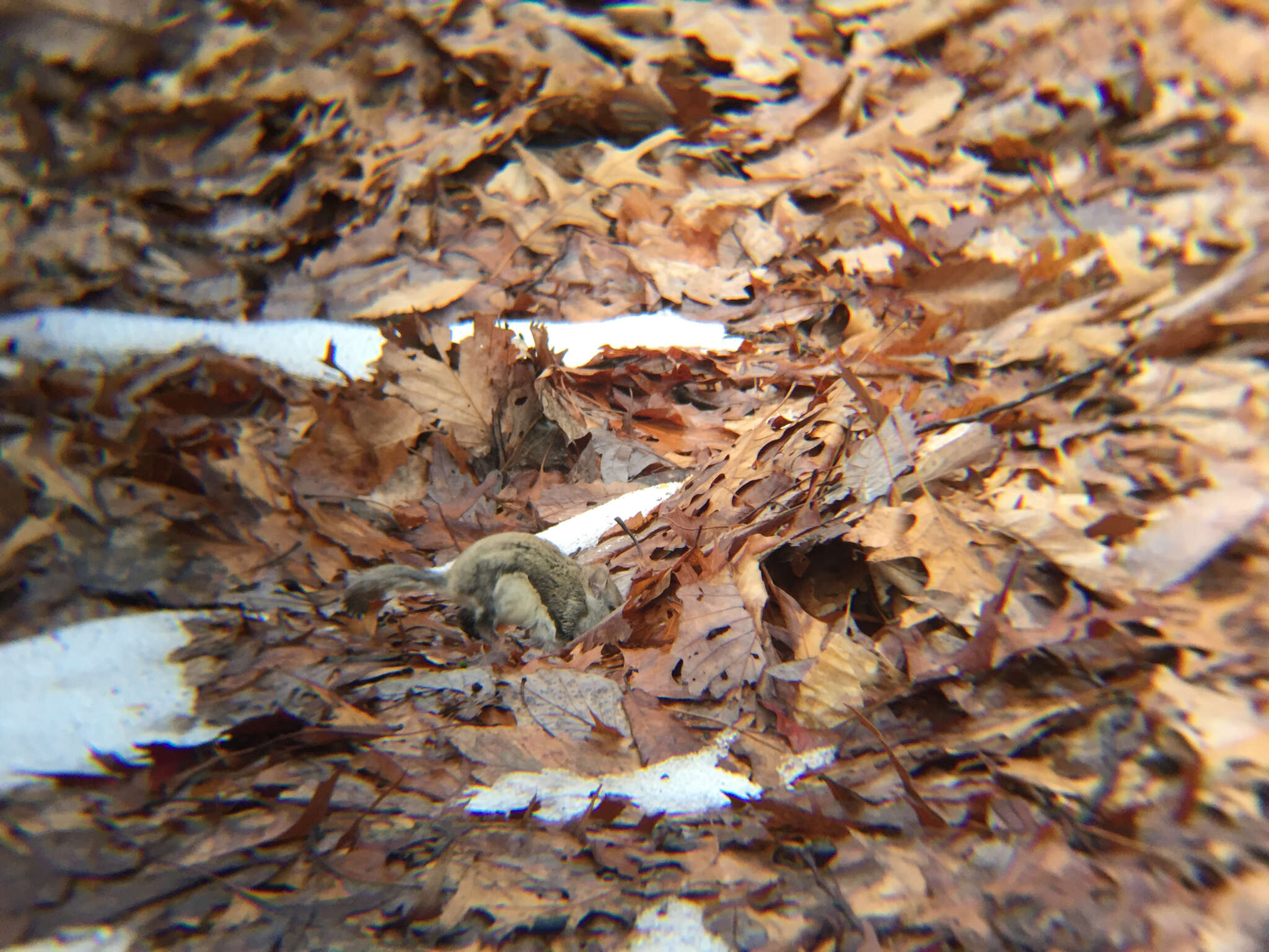 Image of American Flying Squirrels