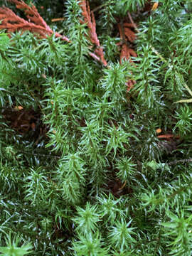 Image of contorted pogonatum moss