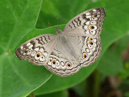 Plancia ëd Junonia atlites Linnaeus 1763