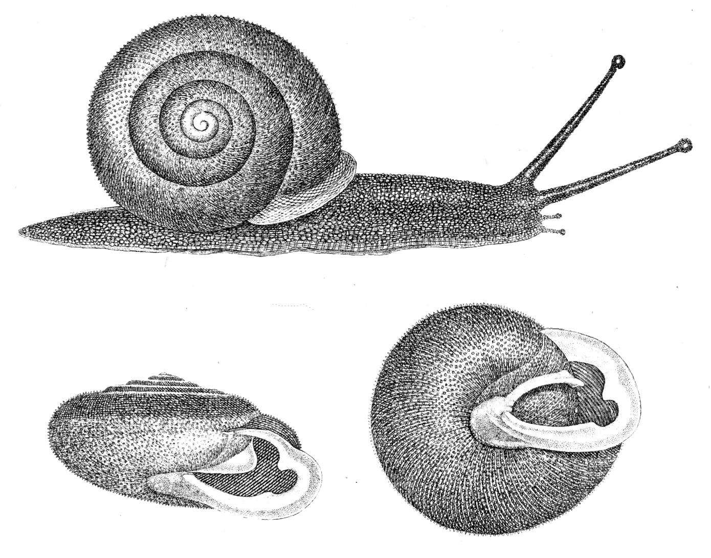 Xolotrema Rafinesque 1819 resmi