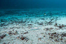 Image of Darkstripe tuskfish