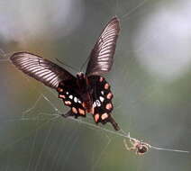 Image of Common Rose Butterfly