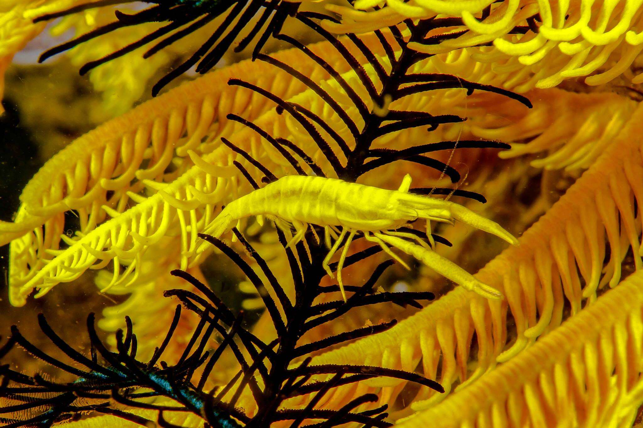 Image of elegant feather star