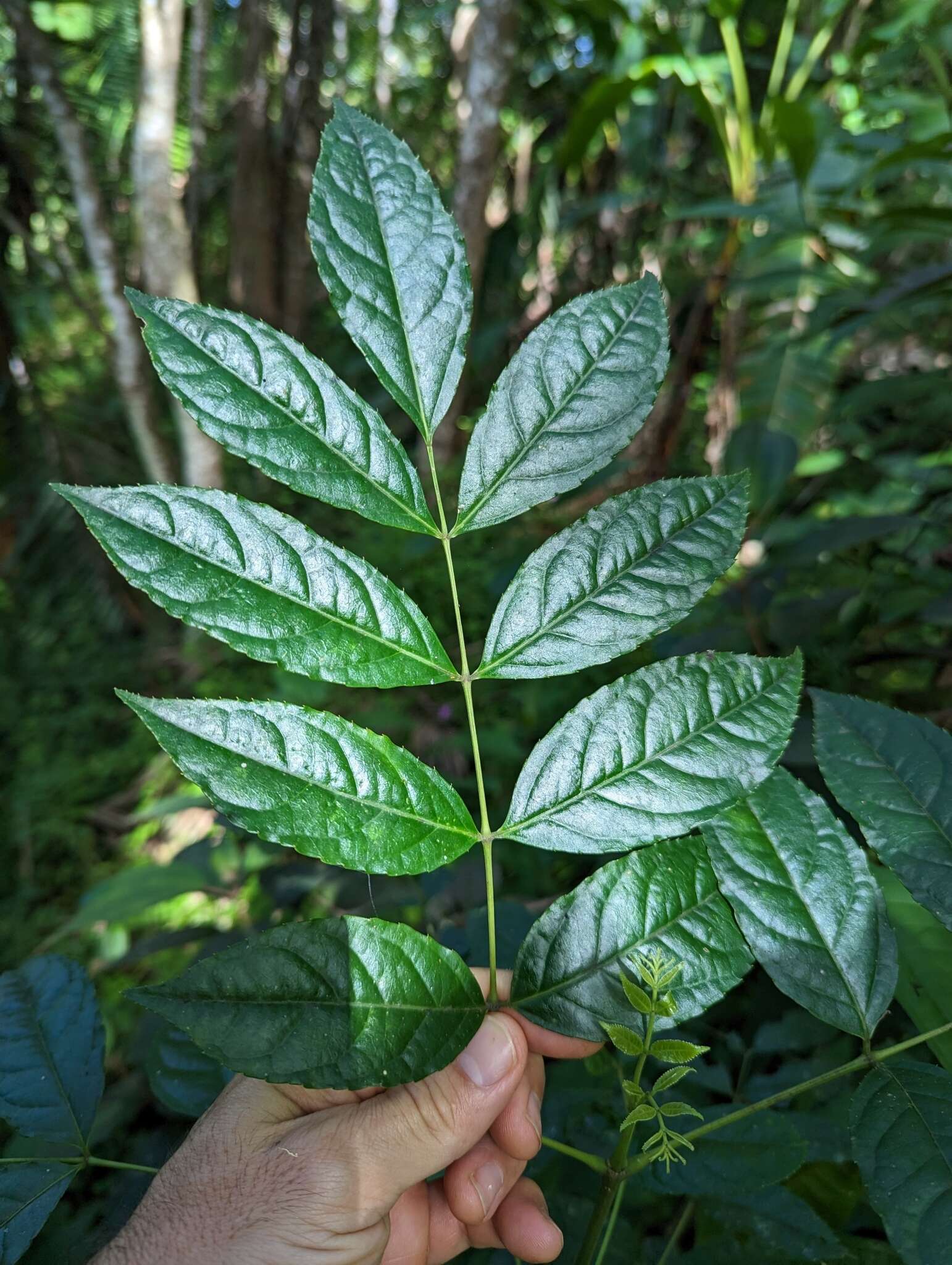 Image de Staphylea occidentalis subsp. occidentalis