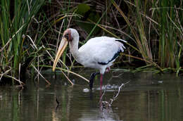 Image of Milky Stork