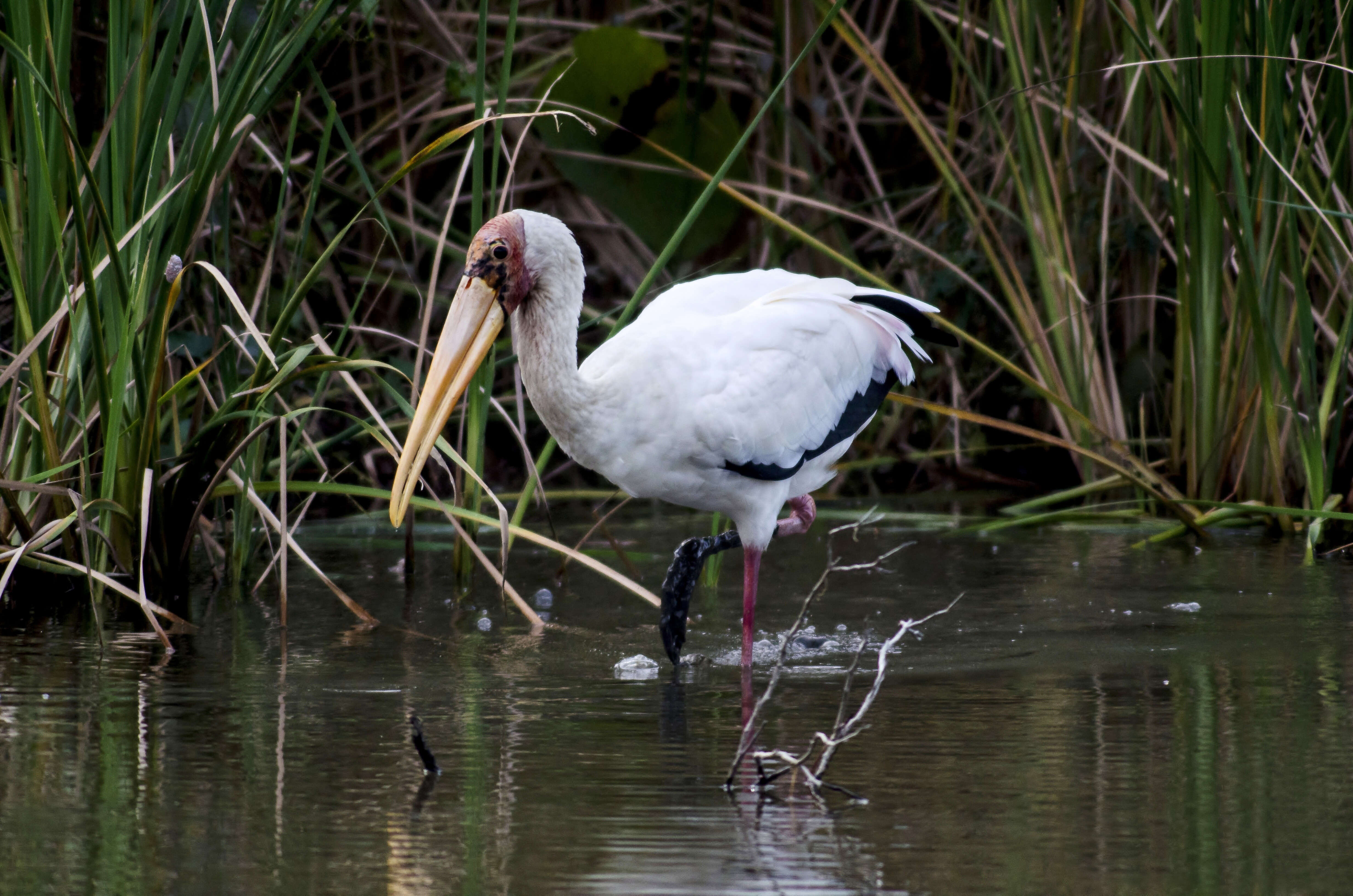 Image of Milky Stork