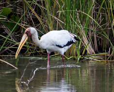 Image of Milky Stork