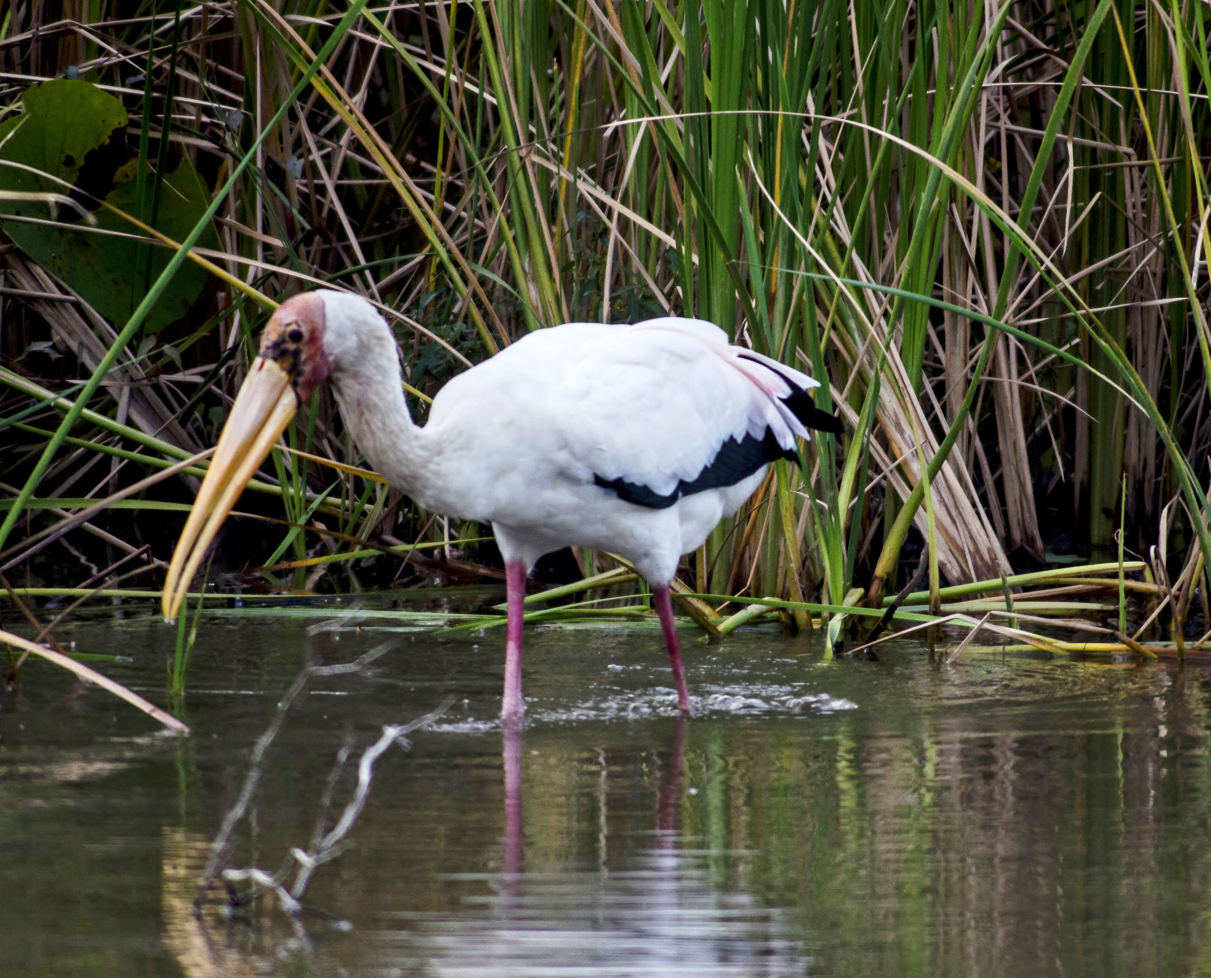 Image of Milky Stork