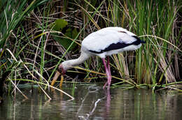 Image of Milky Stork