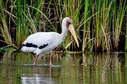 Image of Milky Stork