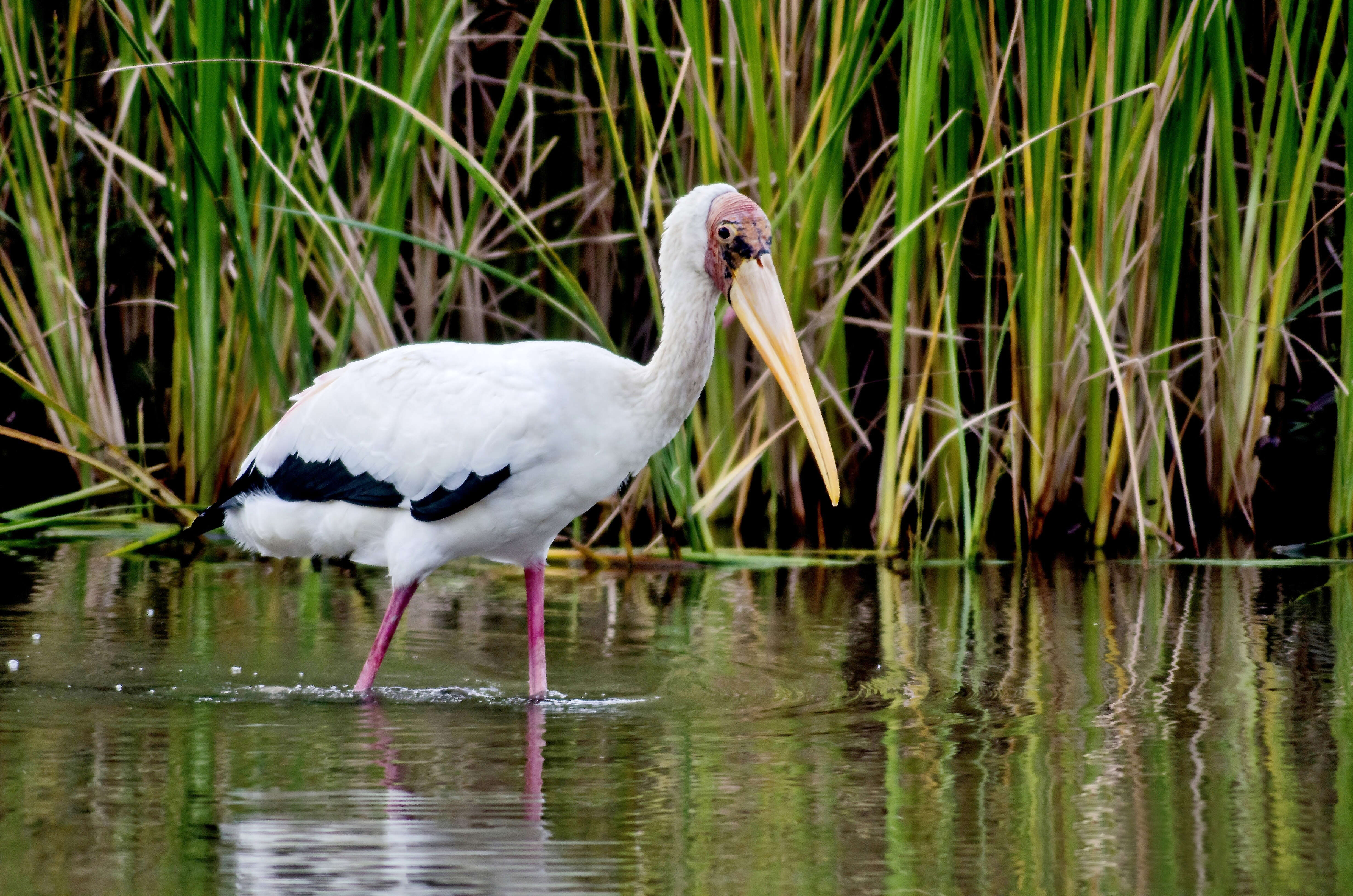 Image of Milky Stork