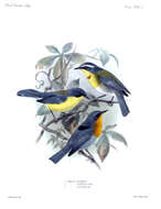 Image of Flame-throated Warbler