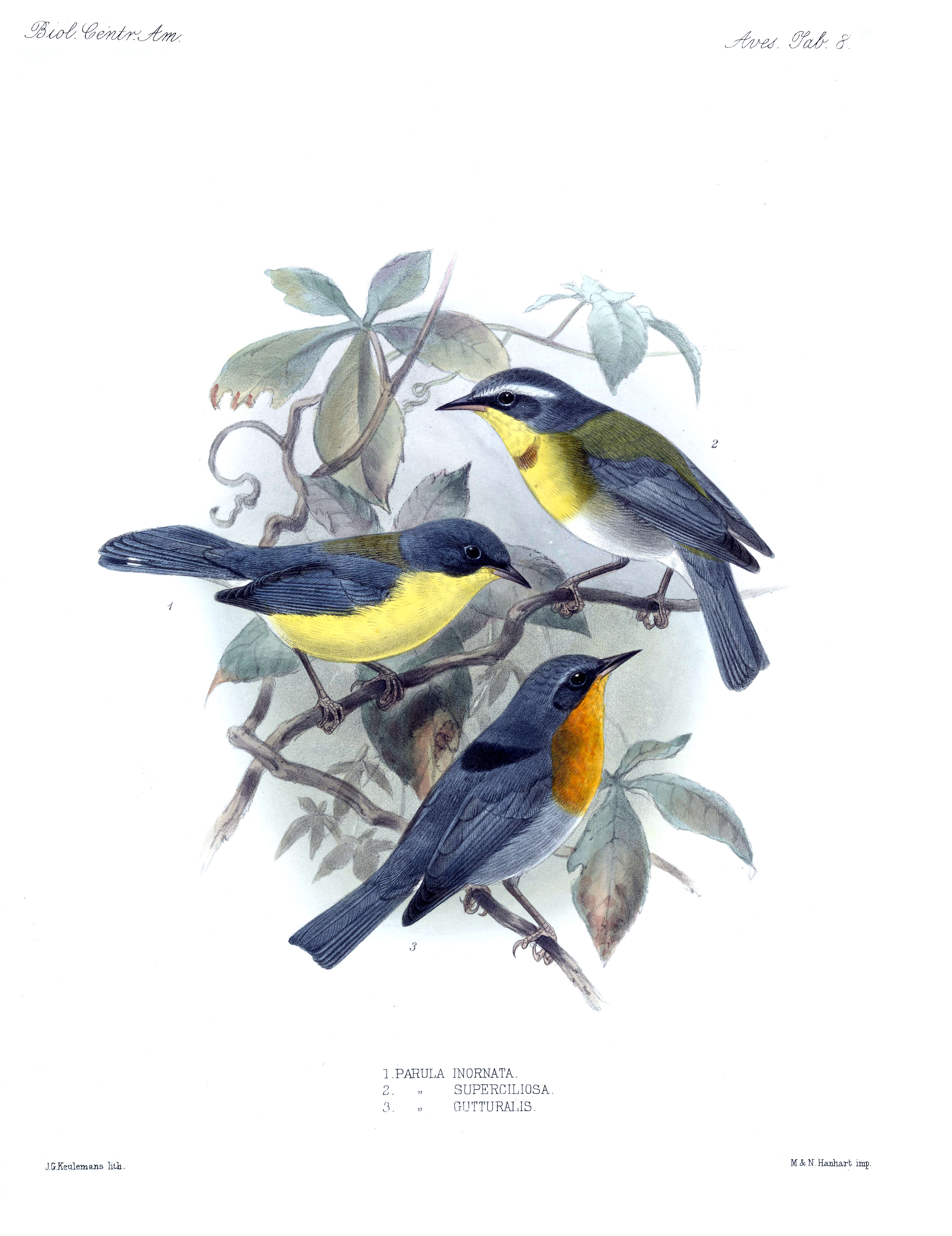 Image of Flame-throated Warbler