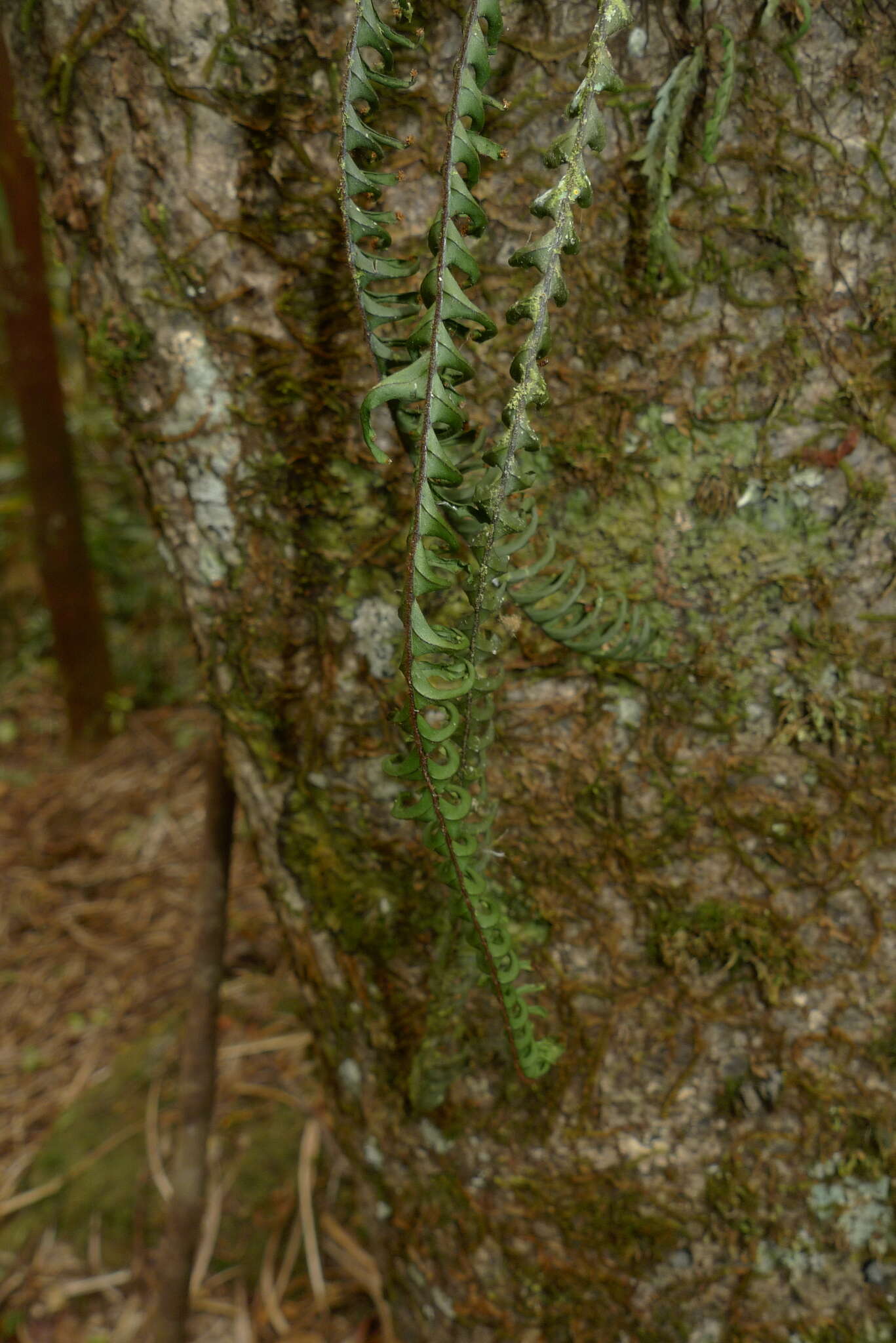 Image of Prosaptia contigua (G. Forst.) C. Presl