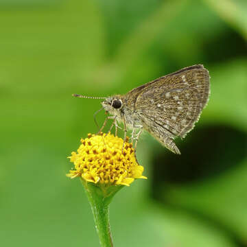 Image of Pygmy Scrub-hopper