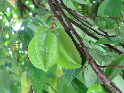 Image of carambola