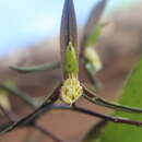 Image de Catasetum tuberculatum Dodson