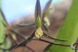 Image of Catasetum tuberculatum Dodson